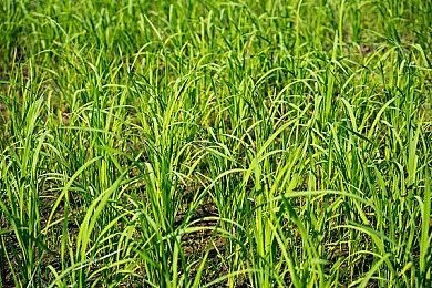 国际象棋益智解谜游戏《棋境漫游》——开发者演示视频现已推出 